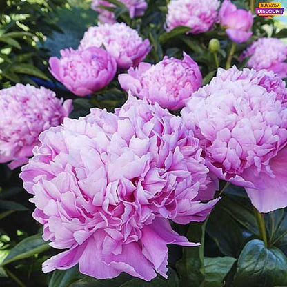 Peony Mons. Jules Elie - Peony Plants from Holland - Peonita