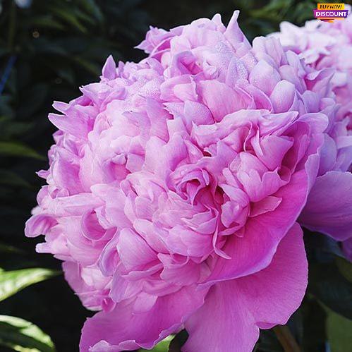 Peony Mons. Jules Elie - Peony Plants from Holland - Peonita