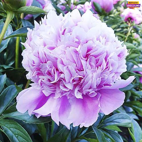 Peony Mons. Jules Elie - Peony Plants from Holland - Peonita