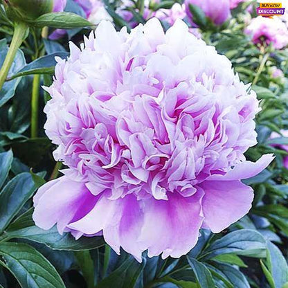 Peony Mons. Jules Elie - Peony Plants from Holland - Peonita