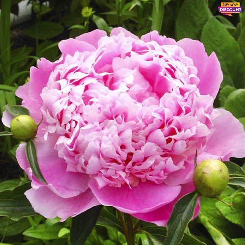 Peony Mons. Jules Elie - Peony Plants from Holland - Peonita