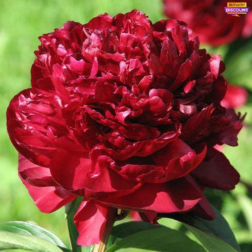 Peony Monsieur M. Cahuzac - Peony Plants from Holland - Peonita
