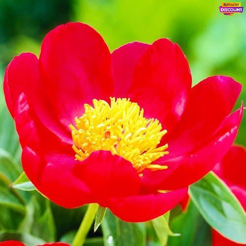 Peony Montezuma - Peony Plants from Holland - Peonita