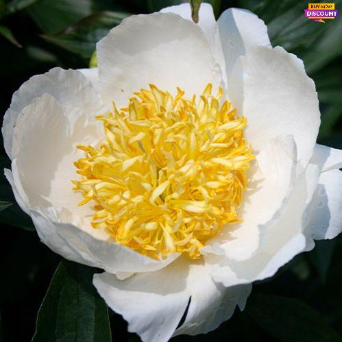Peony Moon of Nippon - Peony Plants from Holland - Peonita