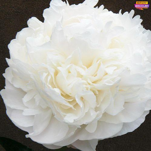 Peony Moon over Barrington - Peony Plants from Holland - Peonita