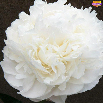 Peony Moon over Barrington - Peony Plants from Holland - Peonita