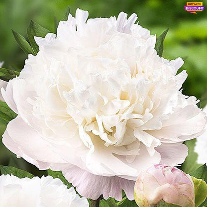 Peony Moon over Barrington - Peony Plants from Holland - Peonita