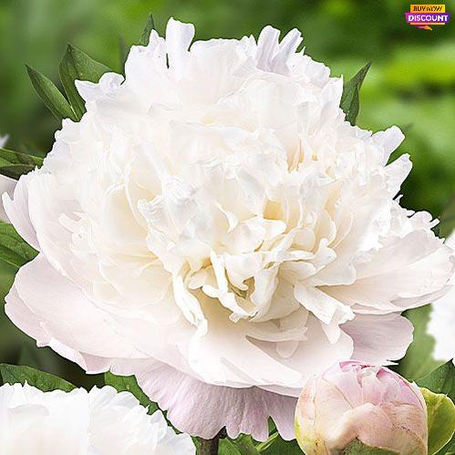 Peony Moon over Barrington - Peony Plants from Holland - Peonita