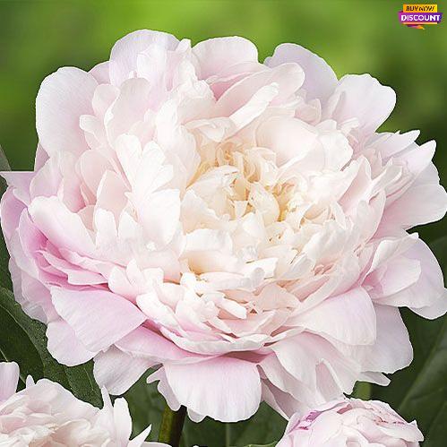 Peony Moon River - Peony Plants from Holland - Peonita