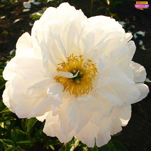 Peony Moonstone - Peony Plants from Holland - Peonita