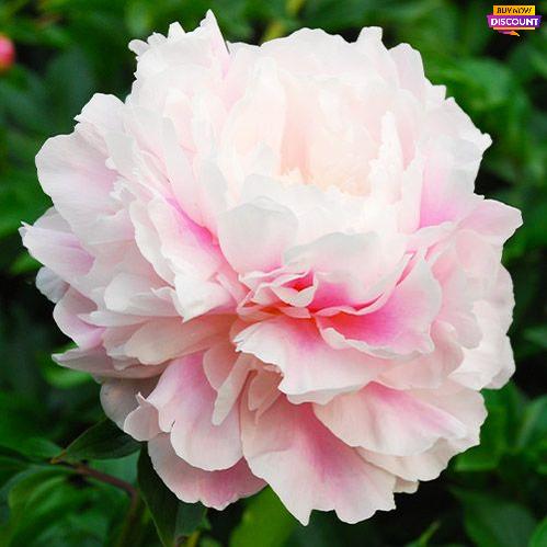 Peony Morning Kiss - Peony Plants from Holland - Peonita