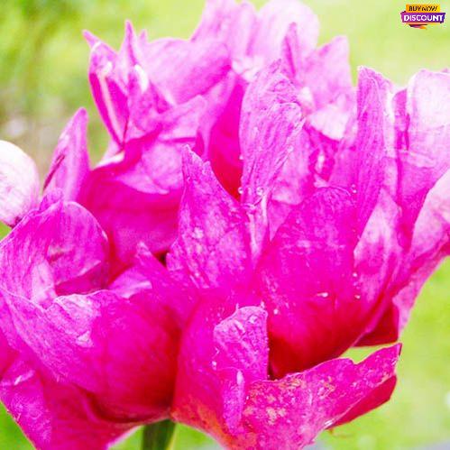 Peony Morning Lilac - Peony Plants from Holland - Peonita