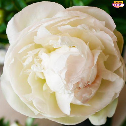 Peony Mothers Choice - Peony Plants from Holland - Peonita