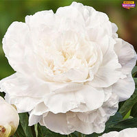 Peony Mothers Choice