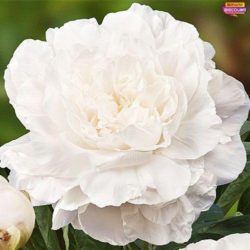 Peony Mothers Choice