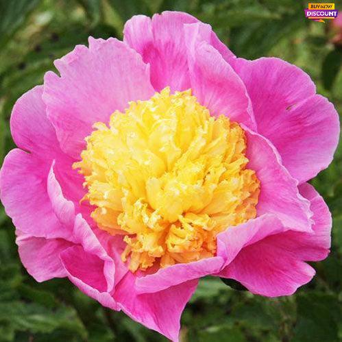 Peony Mr. G.F. Hemerik - Peony Plants from Holland - Peonita