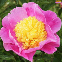 Peony Mr. G.F. Hemerik