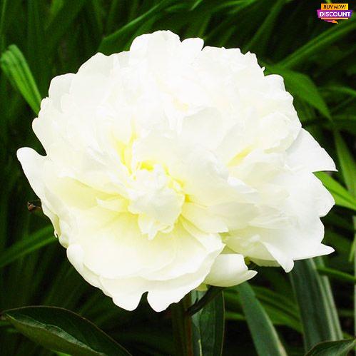 Peony Mrs. J.V. Edlund - Peony Plants from Holland - Peonita