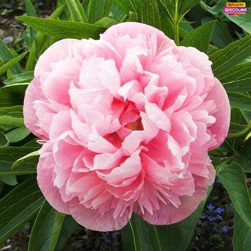 Peony Multabilis Plena - Peony Plants from Holland - Peonita