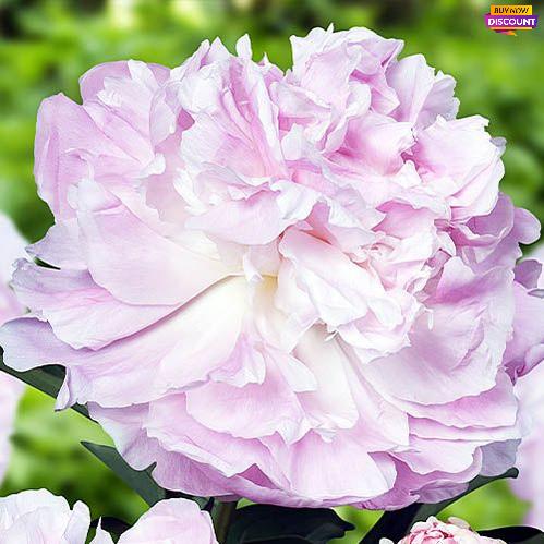 Peony My Love - Peony Plants from Holland - Peonita