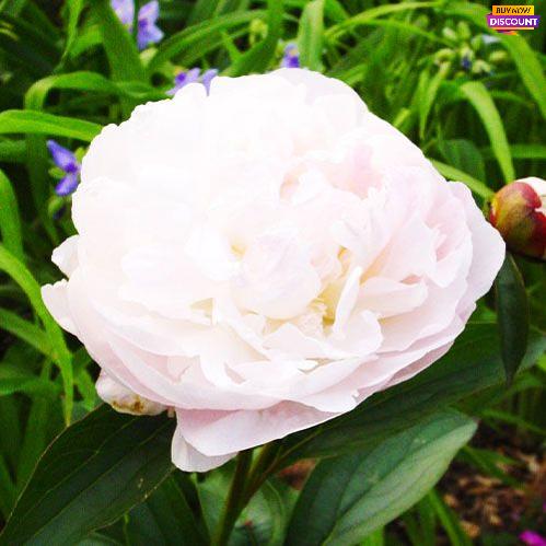 Peony Myrtle Gentry - Peony Plants from Holland - Peonita