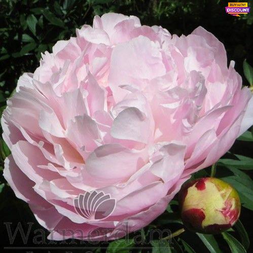 Peony Nancy Nora - Peony Plants from Holland - Peonita