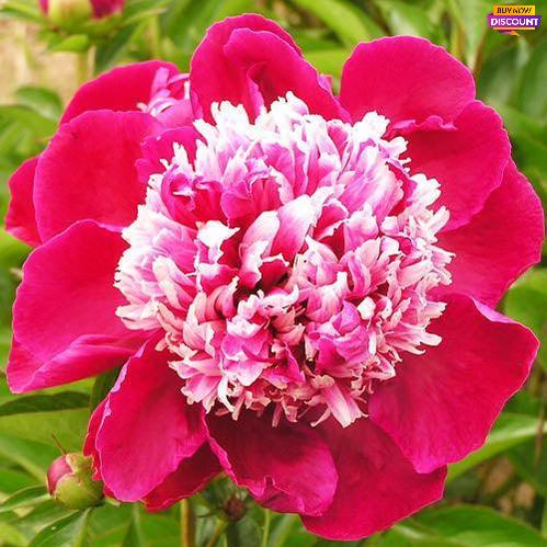 Peony Nellie Saylor - Peony Plants from Holland - Peonita