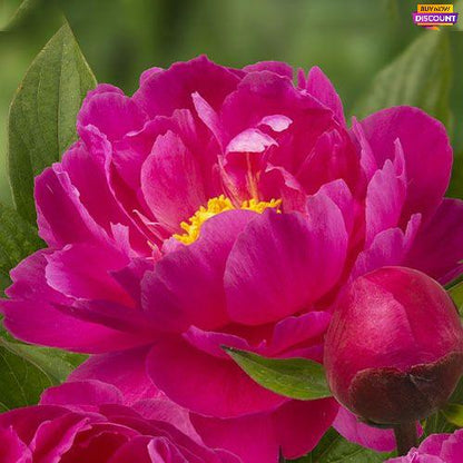 Peony Nice Gal - Peony Plants from Holland - Peonita