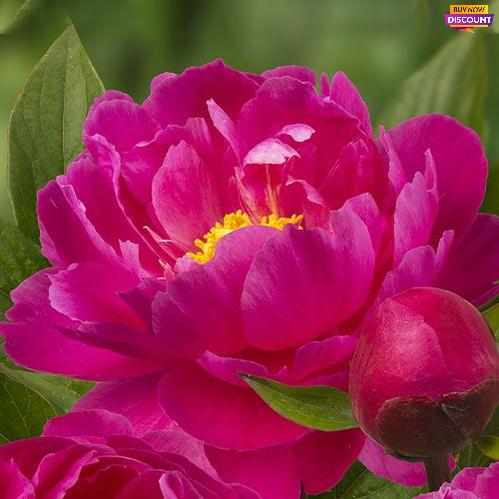 Peony Nice Gal - Peony Plants from Holland - Peonita