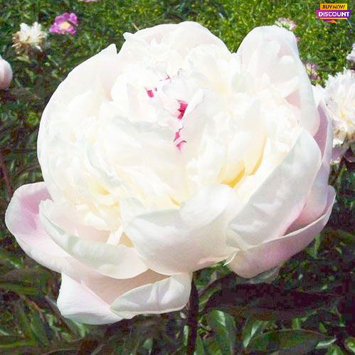 Peony Nick Shaylor - Peony Plants from Holland - Peonita
