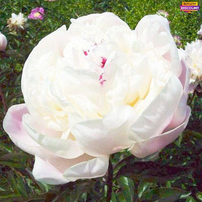 Peony Nick Shaylor - Peony Plants from Holland - Peonita