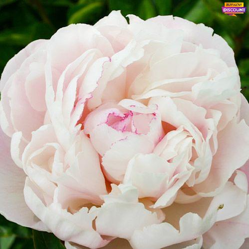 Peony Nick Shaylor - Peony Plants from Holland - Peonita