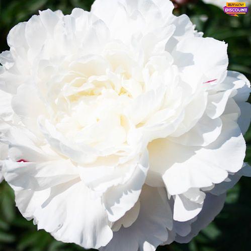 Peony Nick Shaylor - Peony Plants from Holland - Peonita