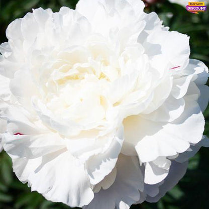 Peony Nick Shaylor - Peony Plants from Holland - Peonita