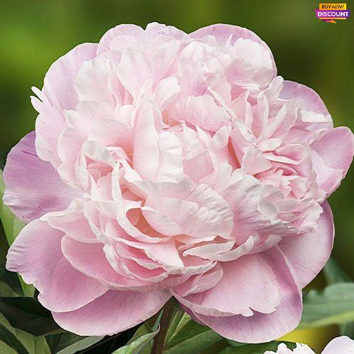 Peony Nick Shaylor - Peony Plants from Holland - Peonita