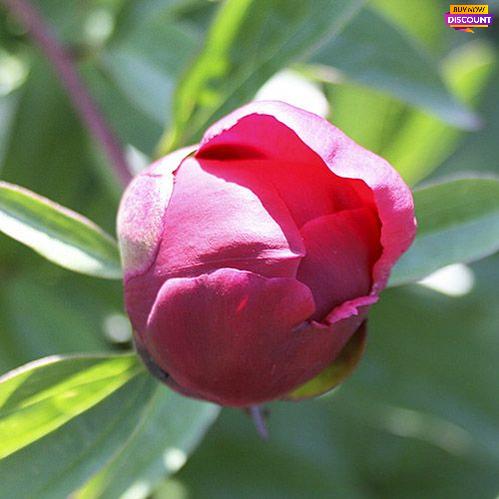 Peony Nippon Beauty - Peony Plants from Holland - Peonita