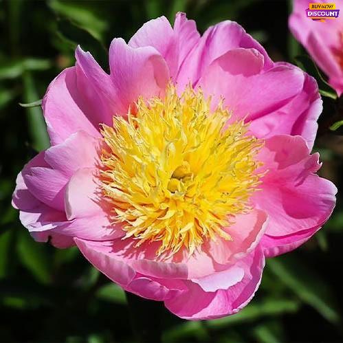 Peony Nippon Gold - Peony Plants from Holland - Peonita