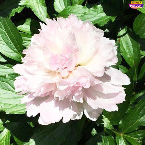 Peony Noemie Demay - Peony Plants from Holland - Peonita