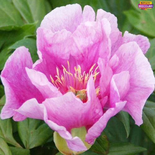 Peony Norwegian Blush (ITOH) - Peony Plants from Holland - Peonita
