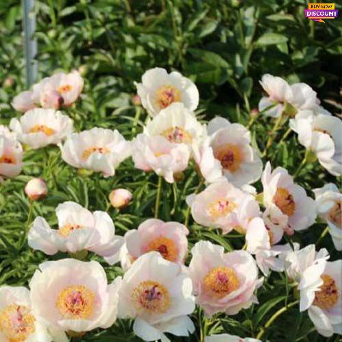 Peony Nosegay - Peony Plants from Holland - Peonita