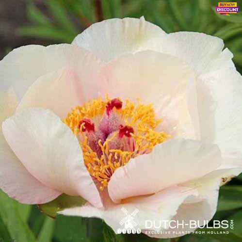 Peony Nosegay - Peony Plants from Holland - Peonita