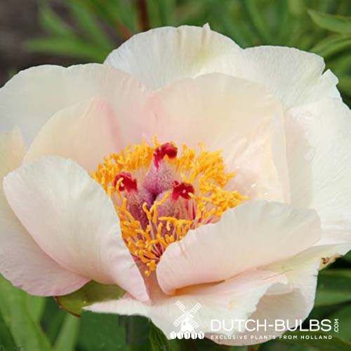 Peony Nosegay - Peonita