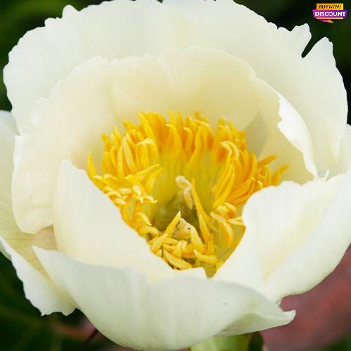 Peony Nova - Peony Plants from Holland - Peonita