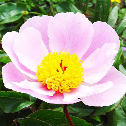 Peony Nymphe - Peonita