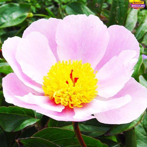 Peony Nymphe - Peony Plants from Holland - Peonita