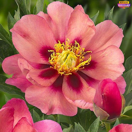 Peony Old Rose Dandy (ITOH ) - Peony Plants from Holland - Peonita