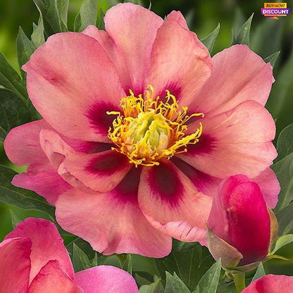 Peony Old Rose Dandy (ITOH ) - Peony Plants from Holland - Peonita