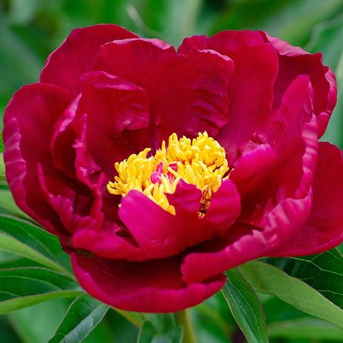 Peony Old Soldier - Peonita