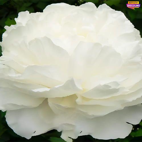Peony Omeo Snow - Peony Plants from Holland - Peonita