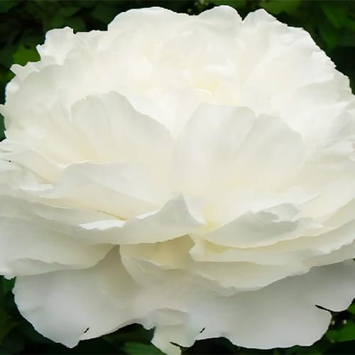 Peony Omeo Snow - Peonita